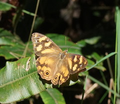Heteronympha solandri
