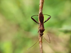 Riptortus linearis