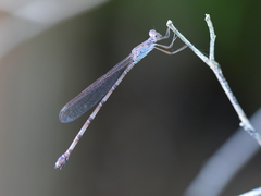 Indolestes tenuissimus