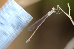 Indolestes tenuissimus