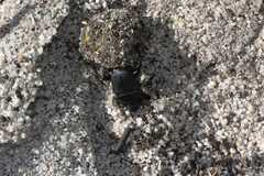 Scarabaeus intricatus