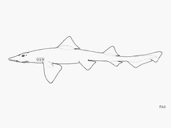 Striped Dogfish photo 1