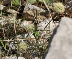 Allium ericetorum