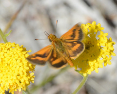 Taractrocera papyria agraulia