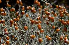 Helichrysum cochleariforme