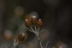 Helichrysum cochleariforme