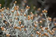 Helichrysum cochleariforme