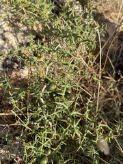 Asparagus aphyllus orientalis