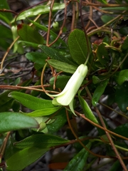 Billardiera uniflora