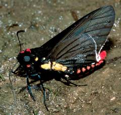 Mysarbia sejanus