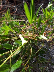 Billardiera uniflora
