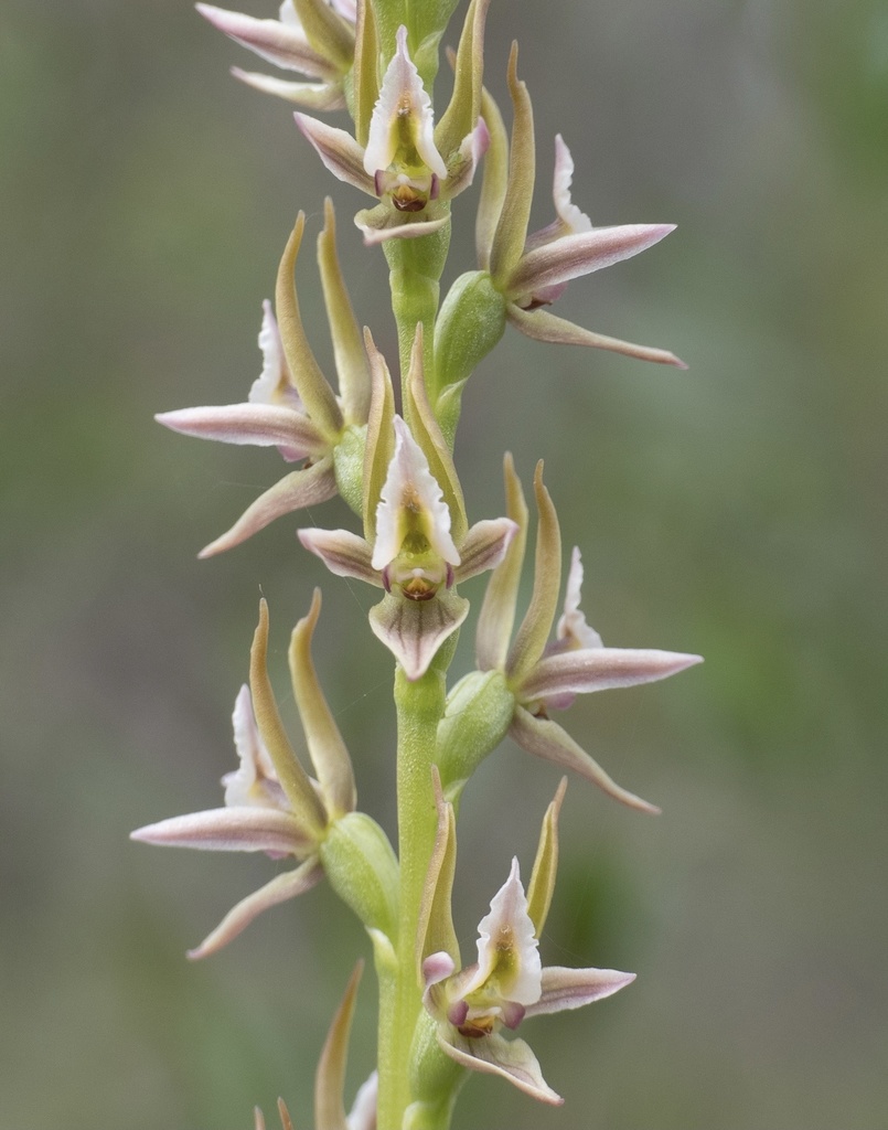 plum leek orchid