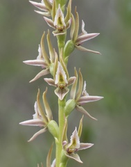 Prasophyllum pruinosum