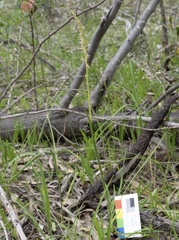 Prasophyllum pruinosum