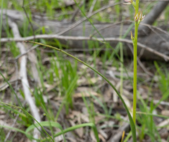 Prasophyllum pruinosum