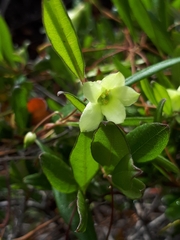 Billardiera uniflora