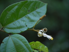 Grewia umbellifera