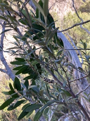 Melaleuca pallida