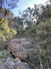 Melaleuca pallida