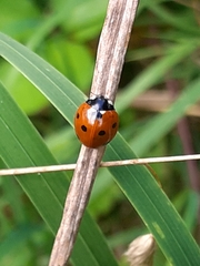 Coccinella septempunctata
