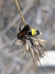 Scolia erythrocephala