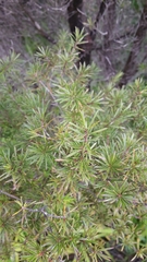 Kunzea linearis