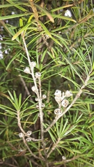 Kunzea linearis