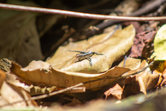 Emoia cyanura