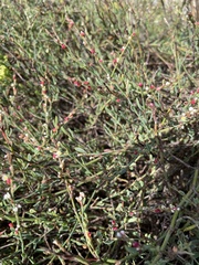 Polygonum equisetiforme