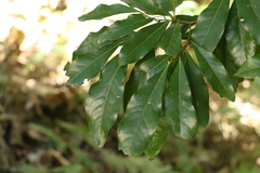 Planchonella pohlmaniana