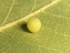 Caryomyia hirtidolium