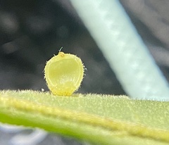 Caryomyia hirtidolium