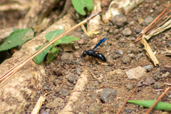 Anterhynchium rufipes