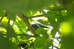 Ptilinopus purpuratus