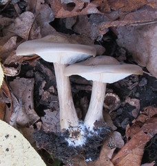 Melanoleuca grammopodia