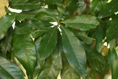 Planchonella pohlmaniana