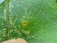 Caryomyia hirtidolium