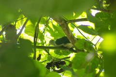 Ptilinopus purpuratus