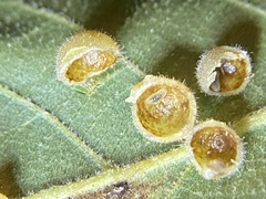 Caryomyia hirtidolium