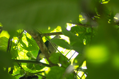 Ptilinopus purpuratus