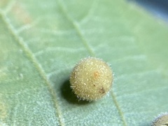 Caryomyia hirtidolium