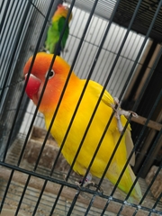 Agapornis fischeri