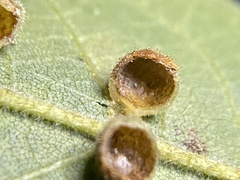 Caryomyia hirtidolium