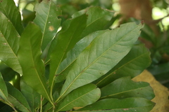 Planchonella pohlmaniana