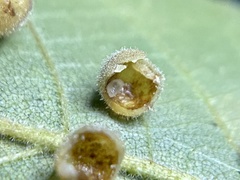 Caryomyia hirtidolium