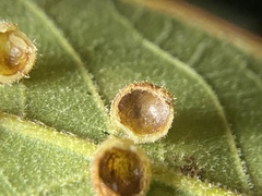 Caryomyia hirtidolium