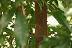 Planchonella pohlmaniana