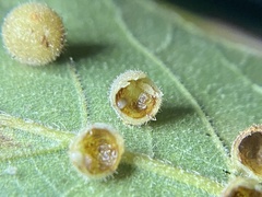 Caryomyia hirtidolium