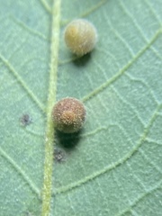 Caryomyia hirtidolium