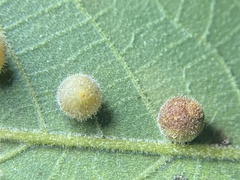 Caryomyia hirtidolium